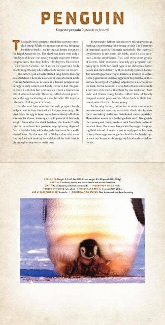 Babies: A Photicular Book