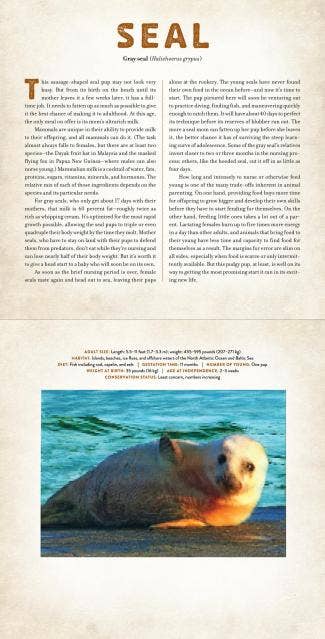 Babies: A Photicular Book